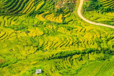 Laocai Vietnam çeltik tarlaları, teras kültürü, Sapa, Vietnam