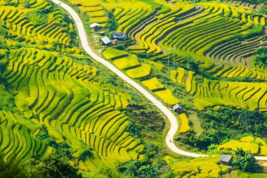 Laocai Vietnam çeltik tarlaları, teras kültürü, Sapa, Vietnam