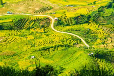 Laocai Vietnam çeltik tarlaları, teras kültürü, Sapa, Vietnam