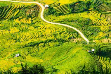 Laocai Vietnam çeltik tarlaları, teras kültürü, Sapa, Vietnam
