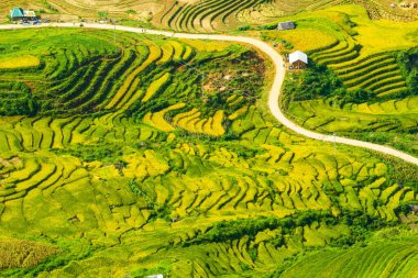 Laocai Vietnam çeltik tarlaları, teras kültürü, Sapa, Vietnam