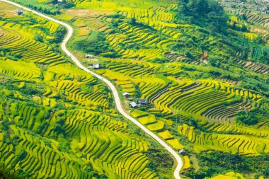 Laocai Vietnam çeltik tarlaları, teras kültürü, Sapa, Vietnam