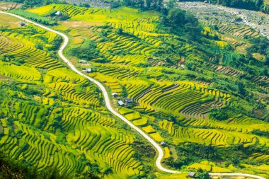 Laocai Vietnam çeltik tarlaları, teras kültürü, Sapa, Vietnam