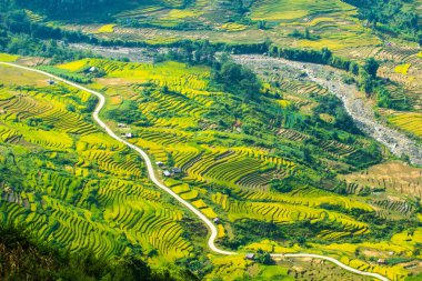 Laocai Vietnam çeltik tarlaları, teras kültürü, Sapa, Vietnam