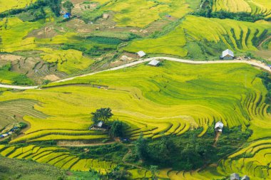 Laocai Vietnam çeltik tarlaları, teras kültürü, Sapa, Vietnam