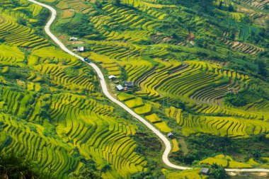 Laocai Vietnam çeltik tarlaları, teras kültürü, Sapa, Vietnam