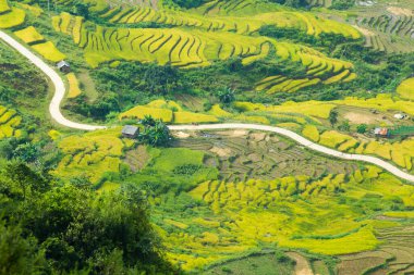 Laocai Vietnam çeltik tarlaları, teras kültürü, Sapa, Vietnam