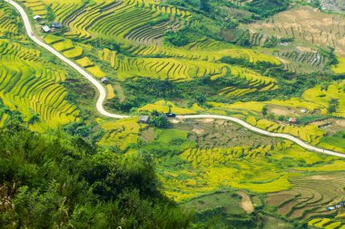 Laocai Vietnam çeltik tarlaları, teras kültürü, Sapa, Vietnam