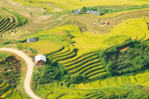 Laocai Vietnam Vietnam Paddy Fields Terraced Culture Sapa Vietnam — Stock Photo, Image