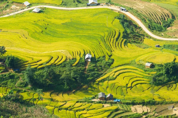 Laocai Vietnam çeltik tarlaları, teras kültürü, Sapa, Vietnam