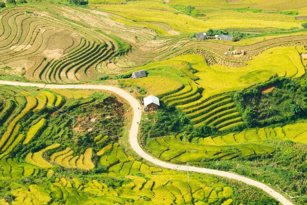 Laocai Vietnam çeltik tarlaları, teras kültürü, Sapa, Vietnam