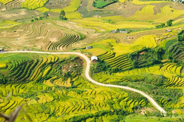 Laocai Vietnam çeltik tarlaları, teras kültürü, Sapa, Vietnam