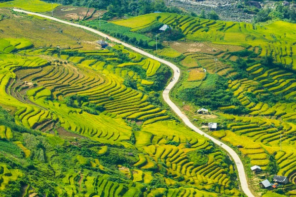 Laocai Vietnam çeltik tarlaları, teras kültürü, Sapa, Vietnam