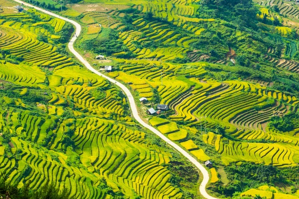 Laocai Vietnam çeltik tarlaları, teras kültürü, Sapa, Vietnam