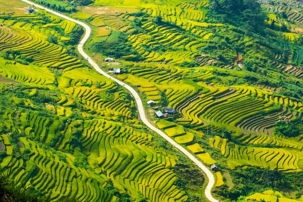 Laocai Vietnam çeltik tarlaları, teras kültürü, Sapa, Vietnam