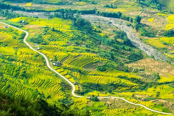 Laocai Vietnam çeltik tarlaları, teras kültürü, Sapa, Vietnam
