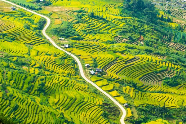 Laocai Vietnam çeltik tarlaları, teras kültürü, Sapa, Vietnam
