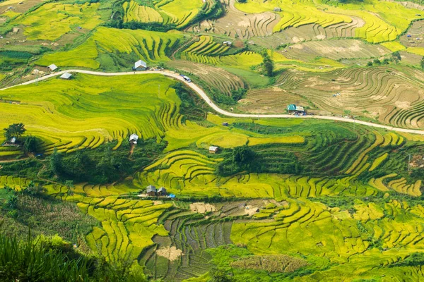 Laocai Vietnam çeltik tarlaları, teras kültürü, Sapa, Vietnam