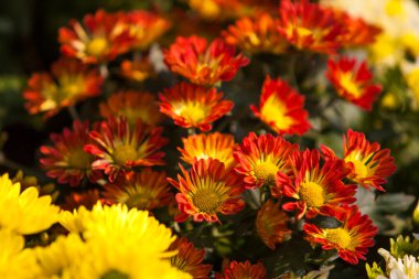 Sarı karahindiba arka planı. yay deseni, seçici odak, bulanık arkaplan