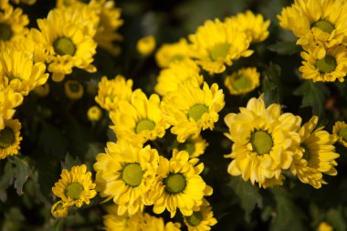 Sarı karahindiba arka planı. yay deseni, seçici odak, bulanık arkaplan