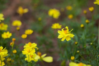 Sarı karahindiba arka planı. yay deseni, seçici odak, bulanık arkaplan