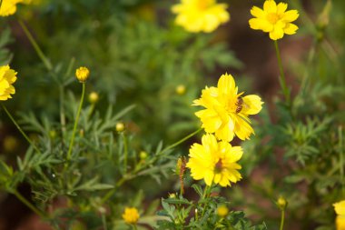 Sarı karahindiba arka planı. yay deseni, seçici odak, bulanık arkaplan