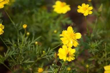 Sarı karahindiba arka planı. yay deseni, seçici odak, bulanık arkaplan