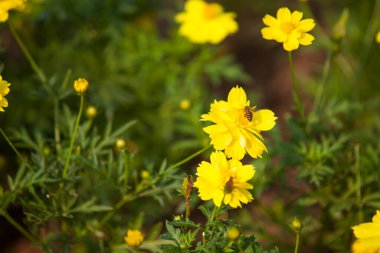 Sarı karahindiba arka planı. yay deseni, seçici odak, bulanık arkaplan
