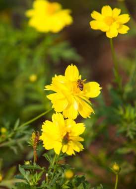 Sarı karahindiba arka planı. yay deseni, seçici odak, bulanık arkaplan