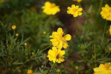 Sarı karahindiba arka planı. yay deseni, seçici odak, bulanık arkaplan