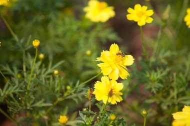Sarı karahindiba arka planı. yay deseni, seçici odak, bulanık arkaplan