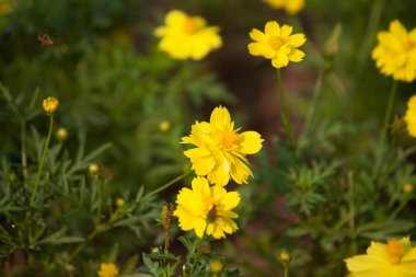 Sarı karahindiba arka planı. yay deseni, seçici odak, bulanık arkaplan