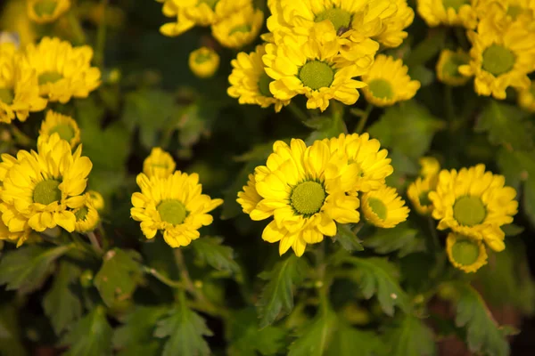 Gele Paardebloemen Achtergrond Voorjaarspatroon Selectieve Focus Wazige Achtergrond — Stockfoto