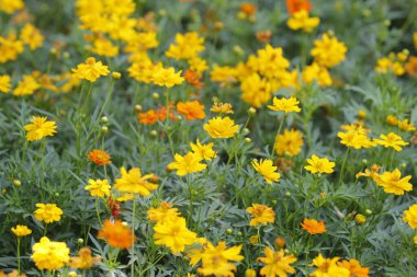 Parktaki güzel çiçeği sabahın erken saatlerinde kapat, doğal arka plan.