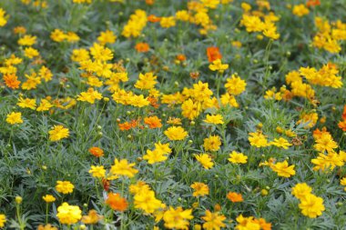 Parktaki güzel çiçeği sabahın erken saatlerinde kapat, doğal arka plan.