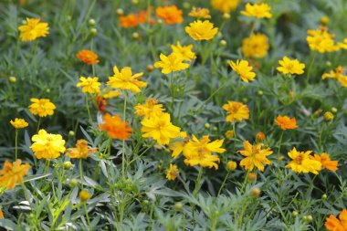 Parktaki güzel çiçeği sabahın erken saatlerinde kapat, doğal arka plan.