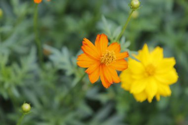 Parktaki güzel çiçeği sabahın erken saatlerinde kapat, doğal arka plan.