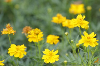 Parktaki güzel çiçeği sabahın erken saatlerinde kapat, doğal arka plan.