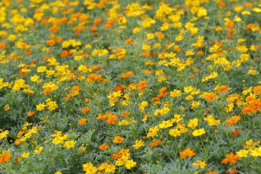 Parktaki güzel çiçeği sabahın erken saatlerinde kapat, doğal arka plan.