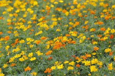 Parktaki güzel çiçeği sabahın erken saatlerinde kapat, doğal arka plan.