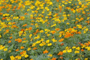 Parktaki güzel çiçeği sabahın erken saatlerinde kapat, doğal arka plan.
