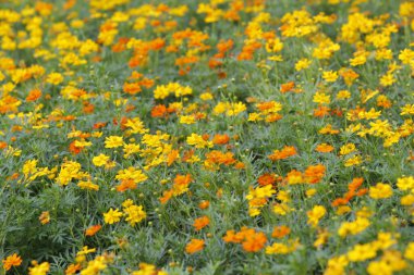 Parktaki güzel çiçeği sabahın erken saatlerinde kapat, doğal arka plan.