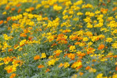 Parktaki güzel çiçeği sabahın erken saatlerinde kapat, doğal arka plan.
