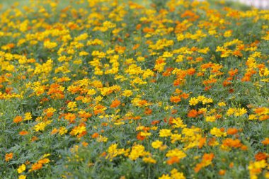 Parktaki güzel çiçeği sabahın erken saatlerinde kapat, doğal arka plan.