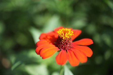 Parktaki güzel çiçeği sabahın erken saatlerinde kapat, doğal arka plan.