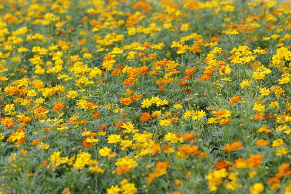 Закрыть Красивый Цветок Парке Рано Утром Естественный Фон — стоковое фото