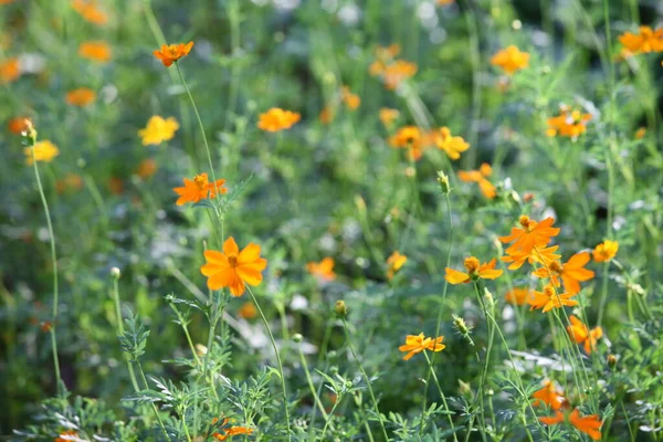 Close Mooie Bloem Het Park Vroege Ochtend Natuurlijke Achtergrond — Stockfoto