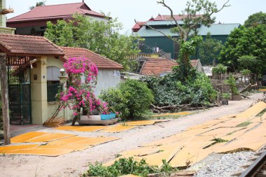 CuDa Köyü - Hanoi - Vietnam - 21 Haziran 2015 - Arrowroot vermicelli- bambu çitleri üzerinde kurutulan özel bir Vietnam eriştesi
