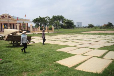 CuDa Köyü - Hanoi - Vietnam - 21 Haziran 2015 - Arrowroot vermicelli- bambu çitleri üzerinde kurutulan özel bir Vietnam eriştesi