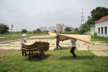 CuDa Köyü - Hanoi - Vietnam - 21 Haziran 2015 - Arrowroot vermicelli- bambu çitleri üzerinde kurutulan özel bir Vietnam eriştesi